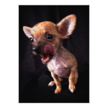 Chihuahua Fotografias