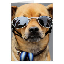 ¡Chihuahua - hola señoras! Felicitación