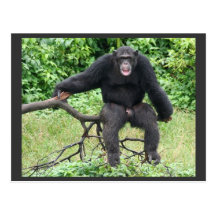 Chimpancé en Uganda Postales
