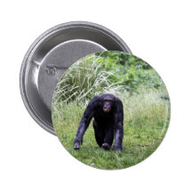 Chimpancé Pins