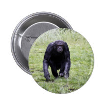 Chimpancé Pins