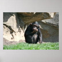 Chimpancé Posters