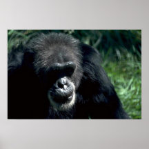 Chimpancé Posters