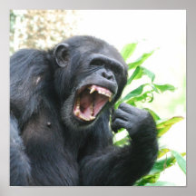 Chimpancé que descubre el poster de los dientes