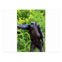 Chimpancé Tarjeta Postal