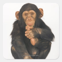 Chimpancé (trogloditas de la cacerola) calcomanía cuadrada personalizada