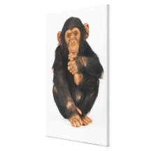 Chimpancé (trogloditas de la cacerola). Playfull j Lienzo Envuelto Para Galerías