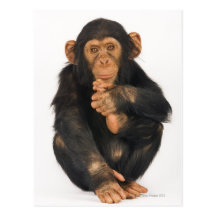 Chimpancé (trogloditas de la cacerola) tarjeta postal