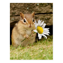 Chipmunk adorable del bebé con la margarita postales