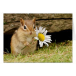 Chipmunk adorable del bebé con la tarjeta de la ma tarjetas