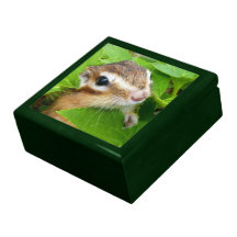 chipmunk, ardilla, caja de regalo