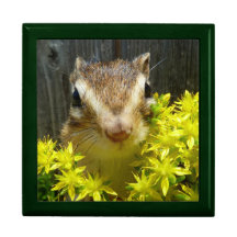 chipmunk, ardilla, caja de regalo