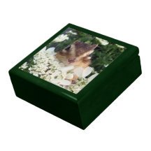 chipmunk, ardilla, caja de regalo