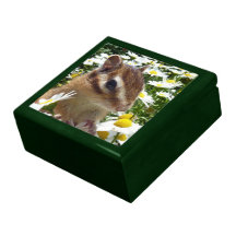 chipmunk, ardilla, caja de regalo