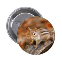 Chipmunk de la cosecha pin