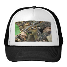 Chipmunk del este - striatus del Tamias Gorro