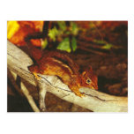 Chipmunk del vintage tarjetas postales