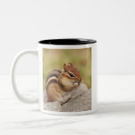 chipmunk embarazada taza de café