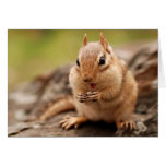 Chipmunk gordo y feliz felicitaciones