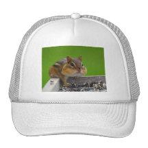 chipmunk gorro