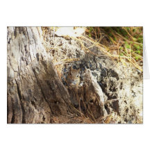 Chipmunk II de la tarjeta en blanco