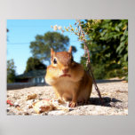 Chipmunk - impresión impresiones