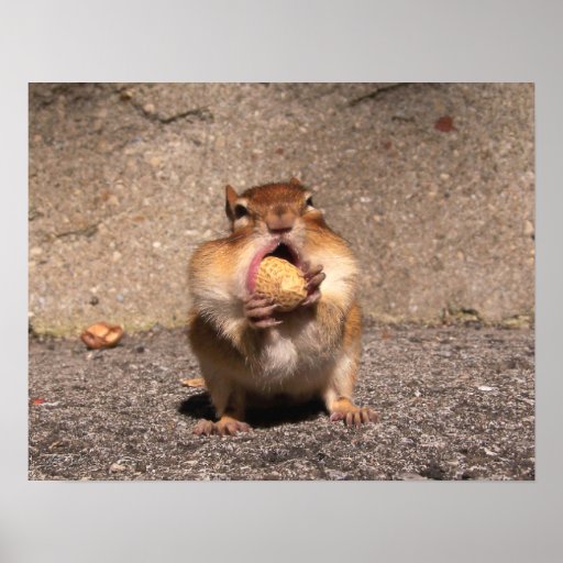 Chipmunk - impresión impresiones