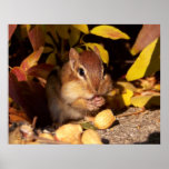 Chipmunk - impresión posters