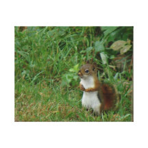 chipmunk lienzo envuelto para galerias