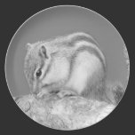 Chipmunk. lindo platos