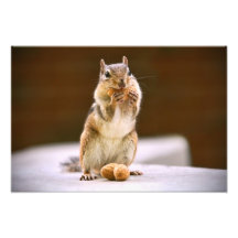 Chipmunk lindo que come un cacahuete arte fotográfico