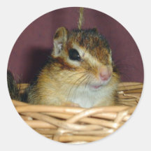 Chipmunk photo　(21) 丸形シールステッカー