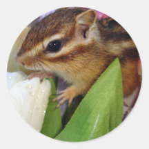 Chipmunk photo　(30-10) 丸形シール・ステッカー