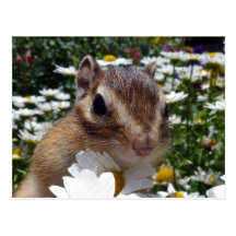 Chipmunk photo (30-12) はがき