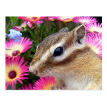 Chipmunk photo　(30-13) はがき