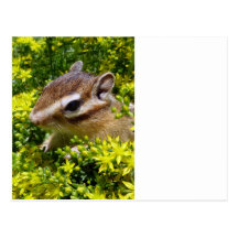 Chipmunk photo (30-18) 葉書き