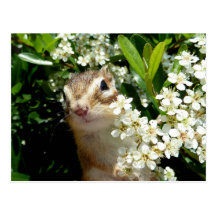 Chipmunk photo (30-19) はがき