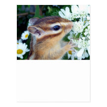 Chipmunk photo (30-19) 葉書き
