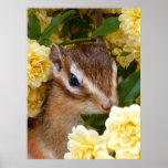 Chipmunk photo　(30-1) ポスター