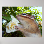 Chipmunk photo　(30-20) プリント