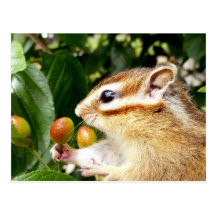 Chipmunk photo　(30-2) はがき