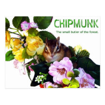 Chipmunk photo　(7-8) はがき