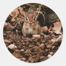 Chipmunk picador adorable pegatinas  