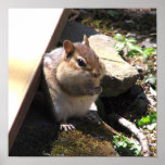 Chipmunk rechoncho posters
