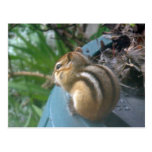 Chipmunk Tarjetas Postales