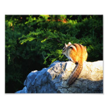 Chipmunks 1 impresión de la foto