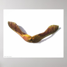 Chispas de KIW: Alas mágicas del arce Poster