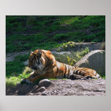 Chispas de KIW: Mentira dejada de los tigres el do Poster