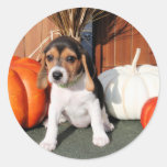 Chloe - beagle Photo-1 Pegatinas Redondas