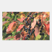 Chokecherry Bush Etiquetas
